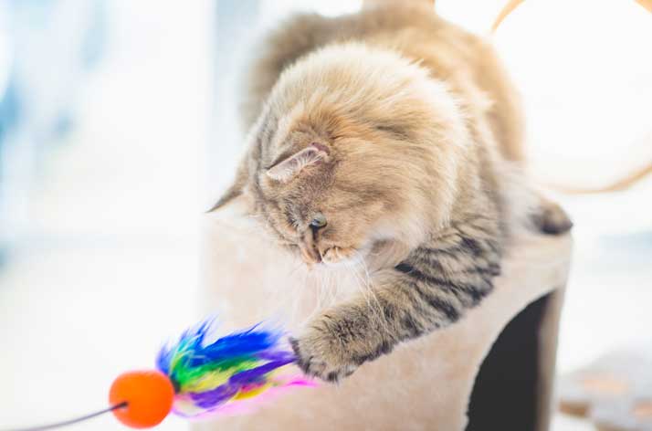 Cat playing with a feather toy