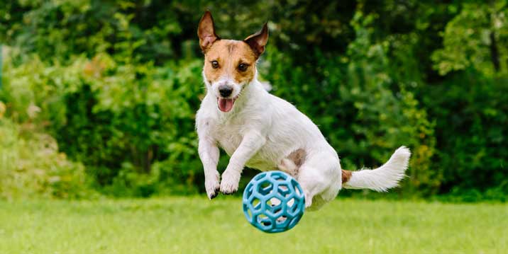 Dog jumping for a toy