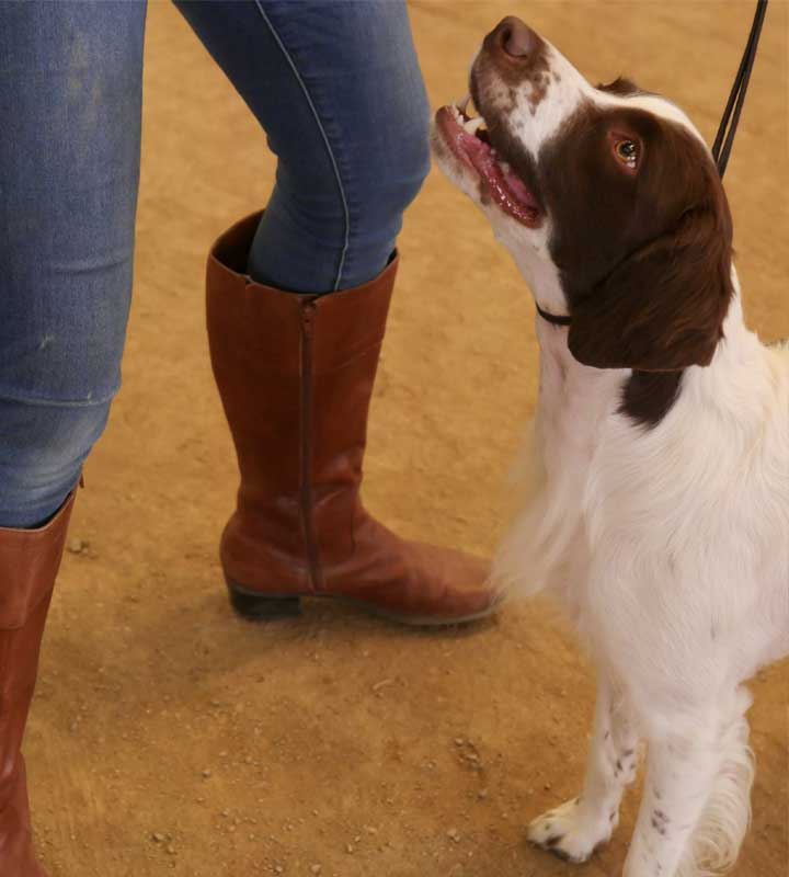 Dog staring up at its owner