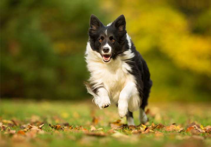 Collie dog running through the grass