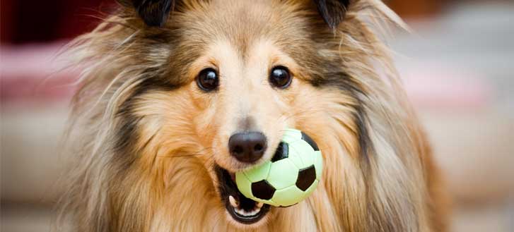 dog-daycare-image-1 Dog with a toy ball in its mouth