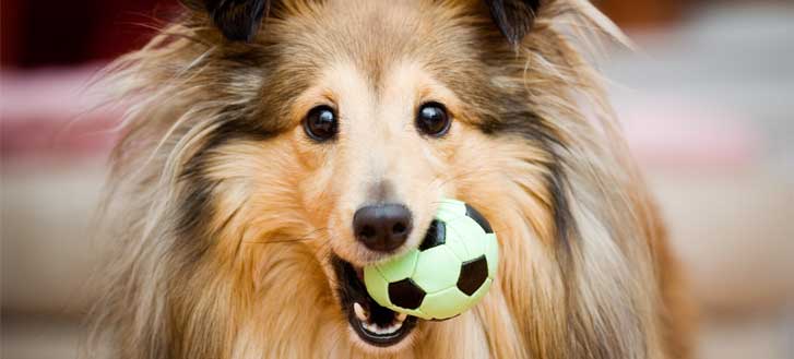 Dog with a toy ball in its mouth