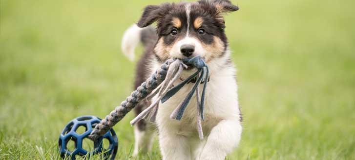 Dog dragging a dog toy
