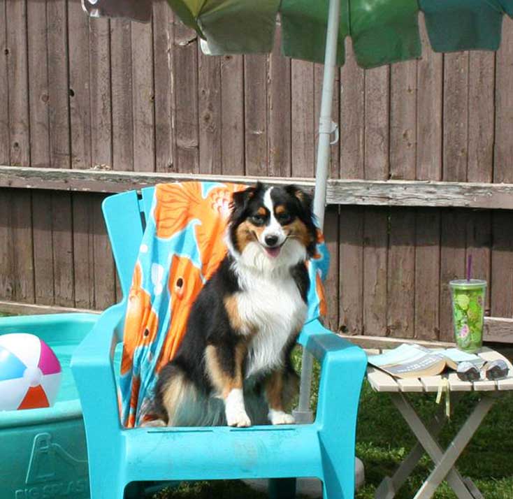 Dog sitting in a beach chair