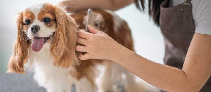 Top Dog Grooming St Paul of the decade Learn more here 