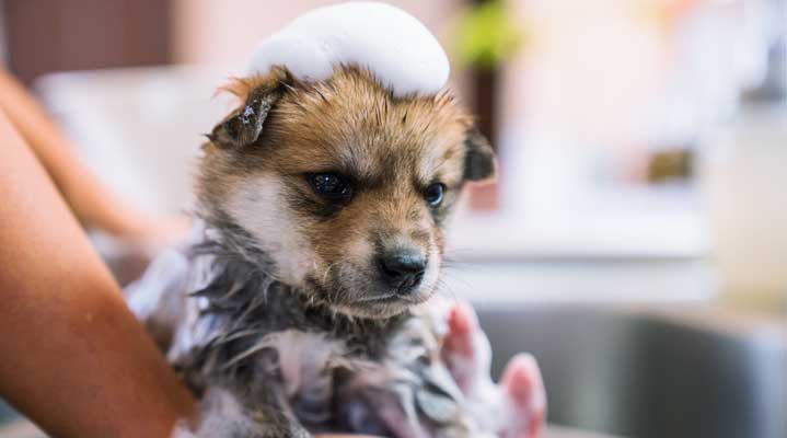 Puppy getting a bath