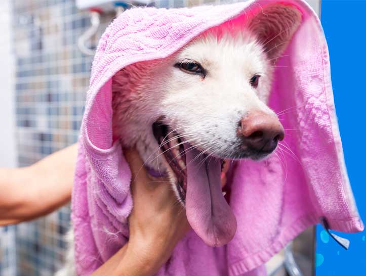 Drying a dog with a towel