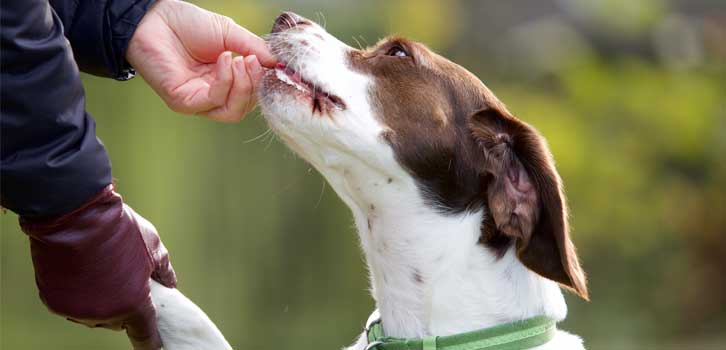 Giving postive reinforcement during dog training