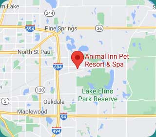 Animal Inn Pet Resort | Pet Boarding, Dog Daycare, Training, Grooming |  Lake Elmo, MN