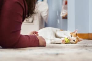 Premium Cat Boarding Near St. Paul MN - Animal Inn Pet Resort in Lake Elmo