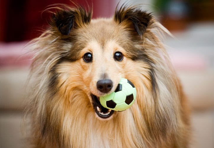 Dog with a ball in its mouth