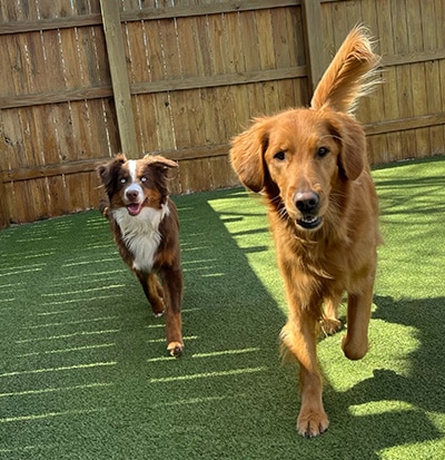 dogs on the playground