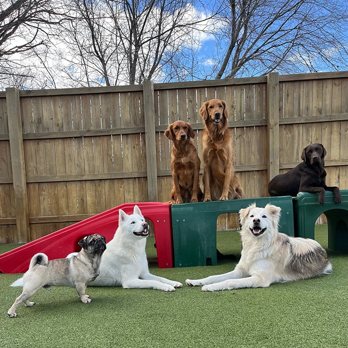 dogs posing in the yard