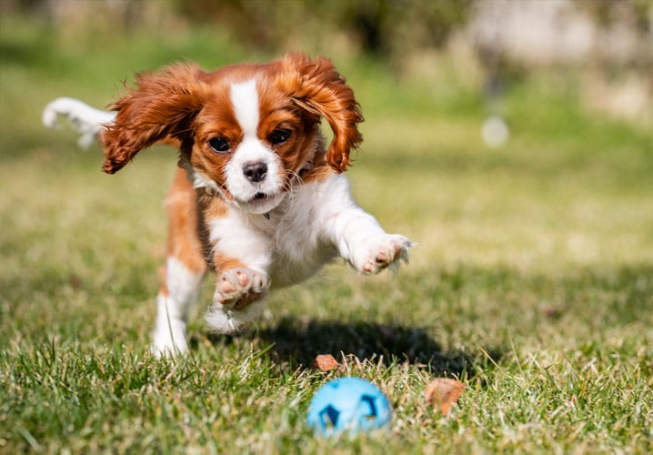 Test Event for Animal Inn Pet Resort and Spa