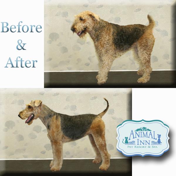 Dog Grooming Near St. Paul, MN Animal Inn Pet Resort Lake Elmo, MN