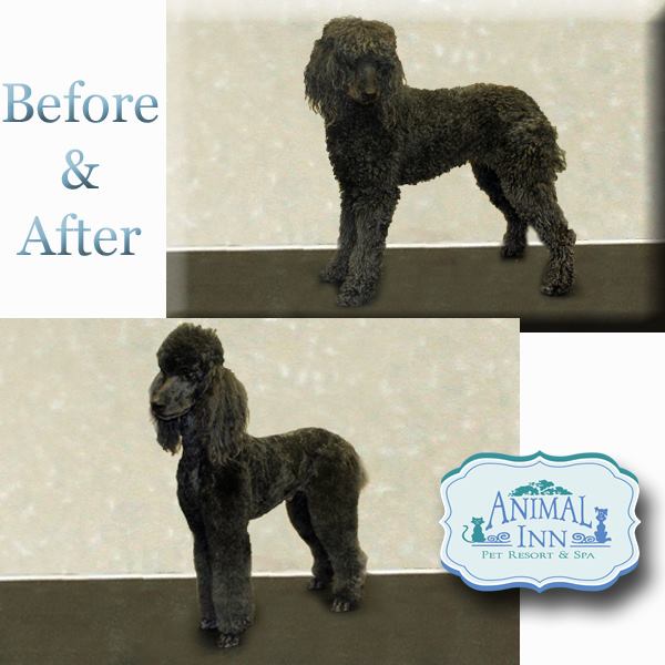 Dog Grooming Near St. Paul, MN Animal Inn Pet Resort Lake Elmo, MN